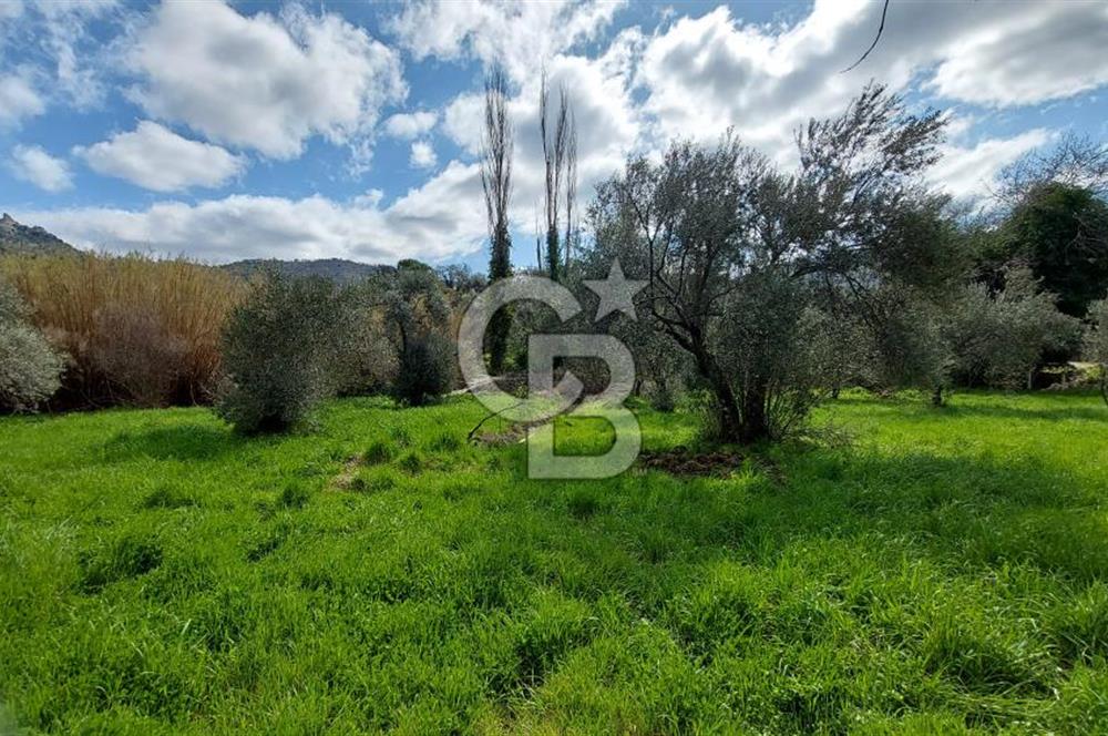 CB İZMİR DİKİLİ NEBİLER MAHALLESİ'NDE SATILIK ZEYTİNLİK 