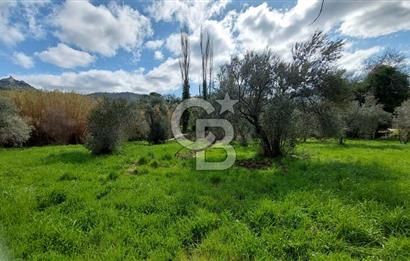 CB İZMİR DİKİLİ NEBİLER MAHALLESİ'NDE SATILIK ZEYTİNLİK 