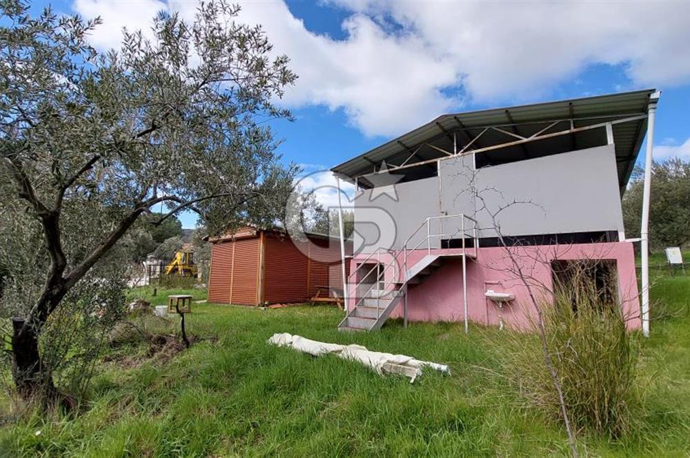 CB İZMİR DİKİLİ NEBİLER MAHALLESİ'NDE SATILIK ZEYTİNLİK 