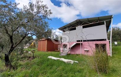 CB İZMİR DİKİLİ NEBİLER MAHALLESİ'NDE SATILIK ZEYTİNLİK 