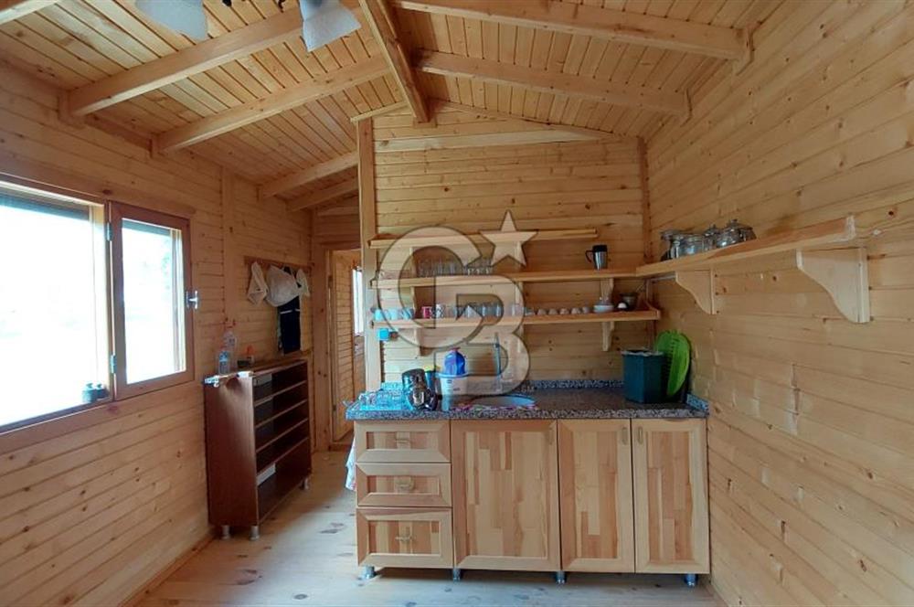 CB İZMİR DİKİLİ NEBİLER MAHALLESİ'NDE SATILIK ZEYTİNLİK 