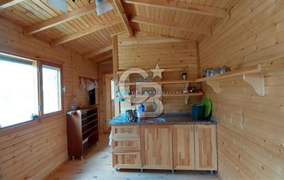 CB İZMİR DİKİLİ NEBİLER MAHALLESİ'NDE SATILIK ZEYTİNLİK 