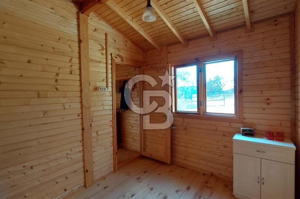 CB İZMİR DİKİLİ NEBİLER MAHALLESİ'NDE SATILIK ZEYTİNLİK 