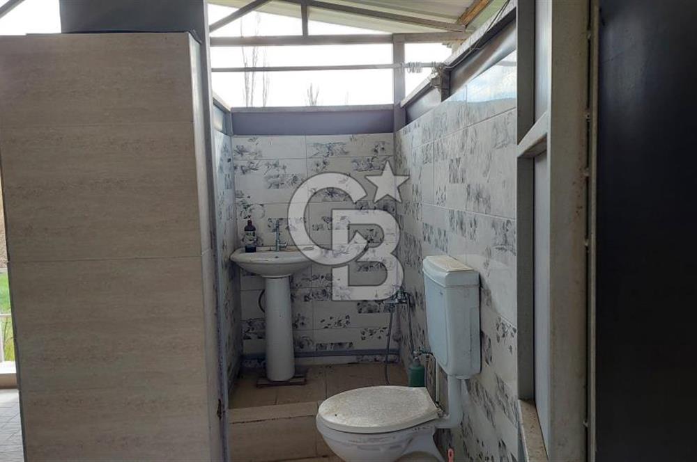 CB İZMİR DİKİLİ NEBİLER MAHALLESİ'NDE SATILIK ZEYTİNLİK 