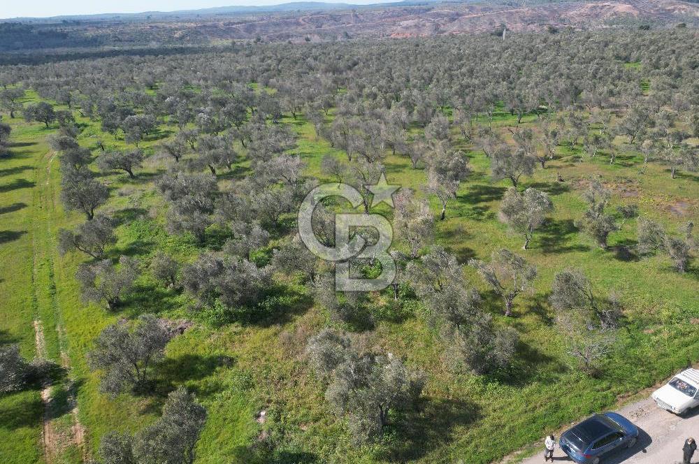 ÇANAKKALE BAYRAMİÇ AHMETÇE SATILIK ZEYTİNLİK