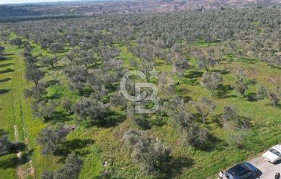 ÇANAKKALE BAYRAMİÇ AHMETÇE SATILIK ZEYTİNLİK