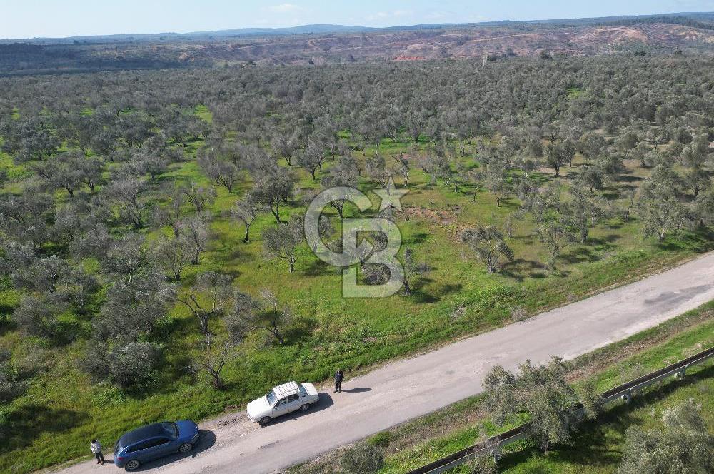 ÇANAKKALE BAYRAMİÇ AHMETÇE SATILIK ZEYTİNLİK