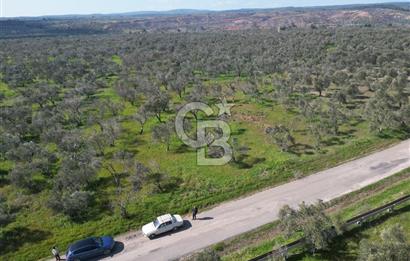 ÇANAKKALE BAYRAMİÇ AHMETÇE SATILIK ZEYTİNLİK