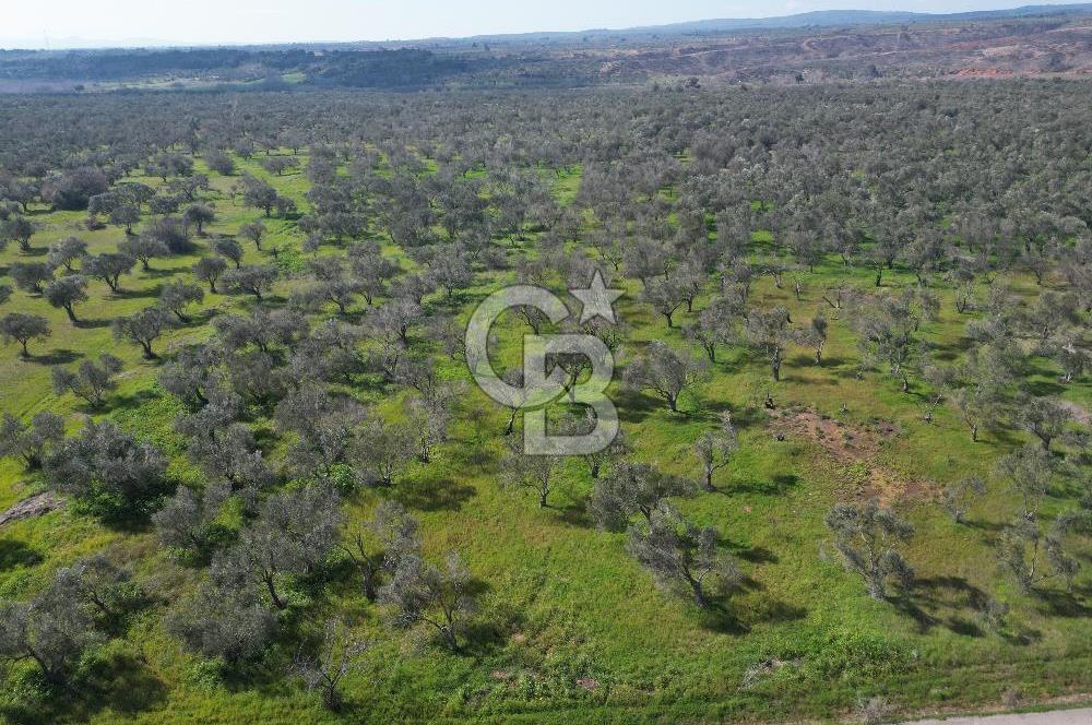 ÇANAKKALE BAYRAMİÇ AHMETÇE SATILIK ZEYTİNLİK