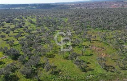 ÇANAKKALE BAYRAMİÇ AHMETÇE SATILIK ZEYTİNLİK