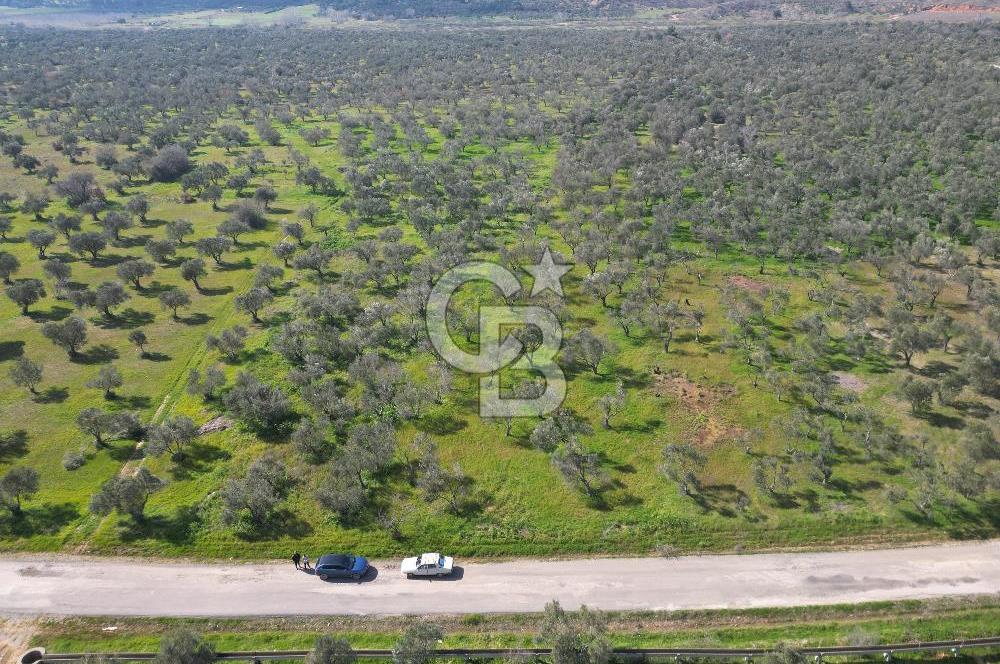 ÇANAKKALE BAYRAMİÇ AHMETÇE SATILIK ZEYTİNLİK