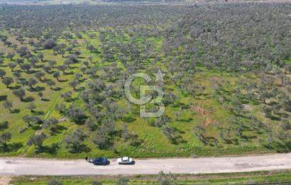 ÇANAKKALE BAYRAMİÇ AHMETÇE SATILIK ZEYTİNLİK