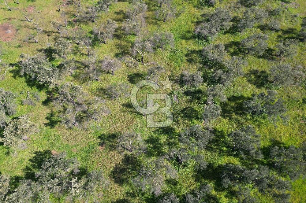 ÇANAKKALE BAYRAMİÇ AHMETÇE SATILIK ZEYTİNLİK