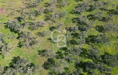 ÇANAKKALE BAYRAMİÇ AHMETÇE SATILIK ZEYTİNLİK