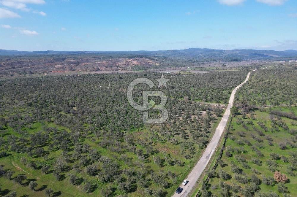 ÇANAKKALE BAYRAMİÇ AHMETÇE SATILIK ZEYTİNLİK