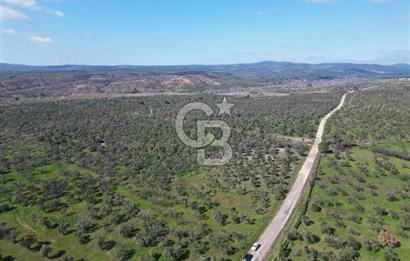 ÇANAKKALE BAYRAMİÇ AHMETÇE SATILIK ZEYTİNLİK