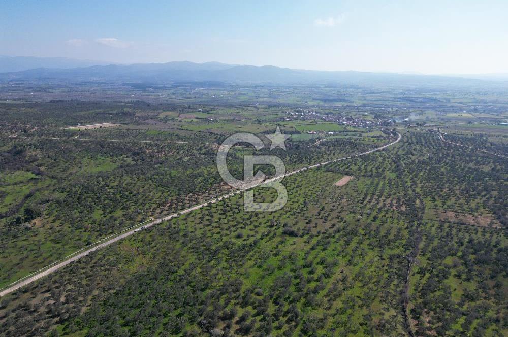 ÇANAKKALE BAYRAMİÇ AHMETÇE SATILIK ZEYTİNLİK