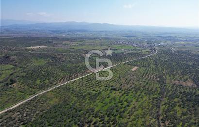 ÇANAKKALE BAYRAMİÇ AHMETÇE SATILIK ZEYTİNLİK