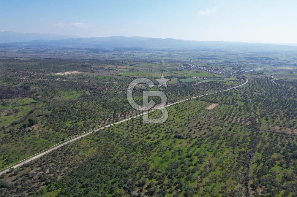 ÇANAKKALE BAYRAMİÇ AHMETÇE SATILIK ZEYTİNLİK