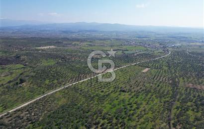 ÇANAKKALE BAYRAMİÇ AHMETÇE SATILIK ZEYTİNLİK