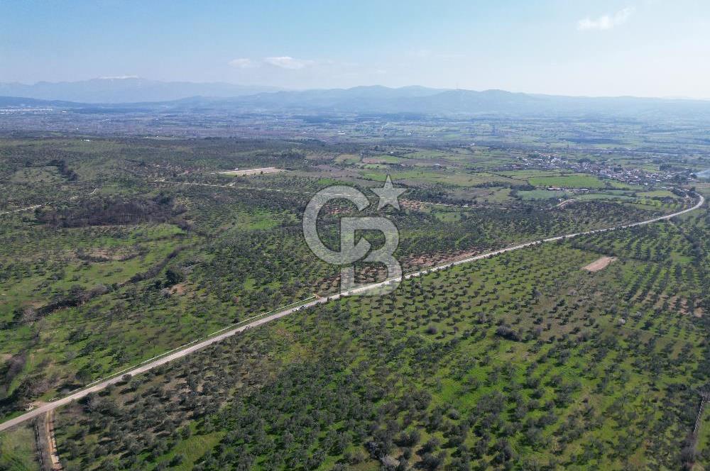 ÇANAKKALE BAYRAMİÇ AHMETÇE SATILIK ZEYTİNLİK