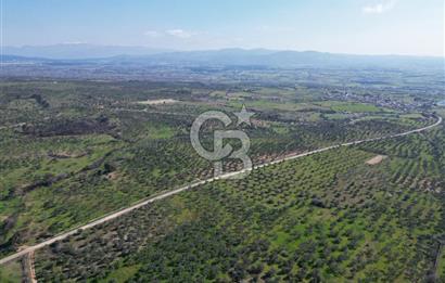 ÇANAKKALE BAYRAMİÇ AHMETÇE SATILIK ZEYTİNLİK