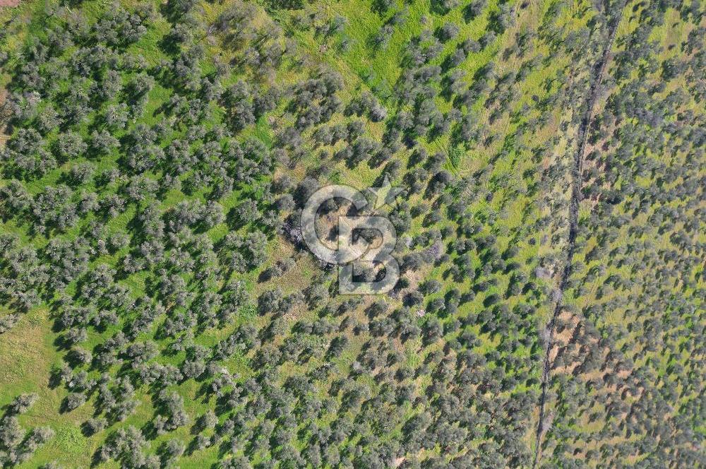 ÇANAKKALE BAYRAMİÇ AHMETÇE SATILIK ZEYTİNLİK