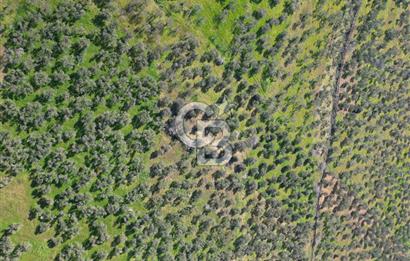 ÇANAKKALE BAYRAMİÇ AHMETÇE SATILIK ZEYTİNLİK