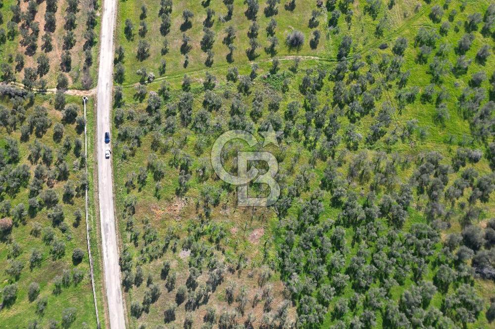 ÇANAKKALE BAYRAMİÇ AHMETÇE SATILIK ZEYTİNLİK