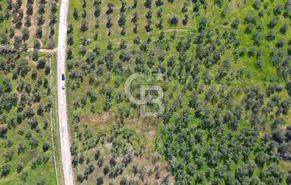 ÇANAKKALE BAYRAMİÇ AHMETÇE SATILIK ZEYTİNLİK