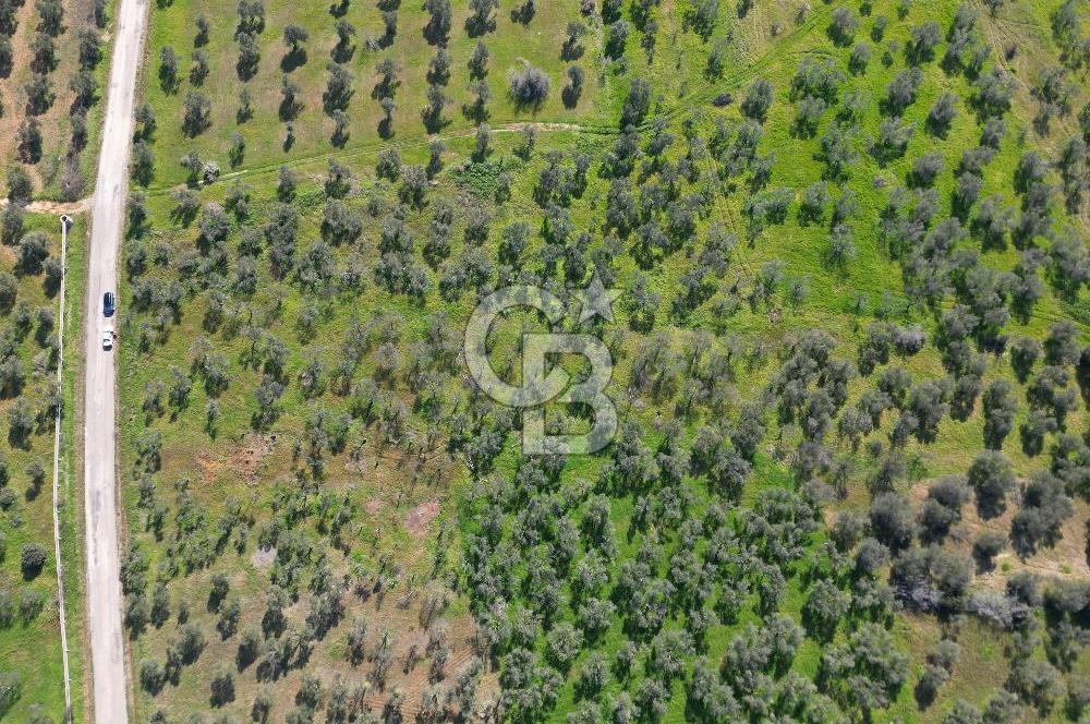 ÇANAKKALE BAYRAMİÇ AHMETÇE SATILIK ZEYTİNLİK