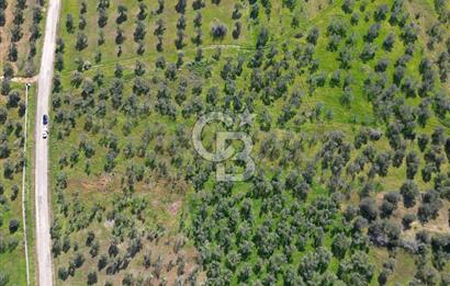 ÇANAKKALE BAYRAMİÇ AHMETÇE SATILIK ZEYTİNLİK