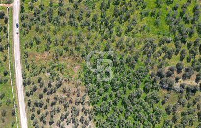 ÇANAKKALE BAYRAMİÇ AHMETÇE SATILIK ZEYTİNLİK
