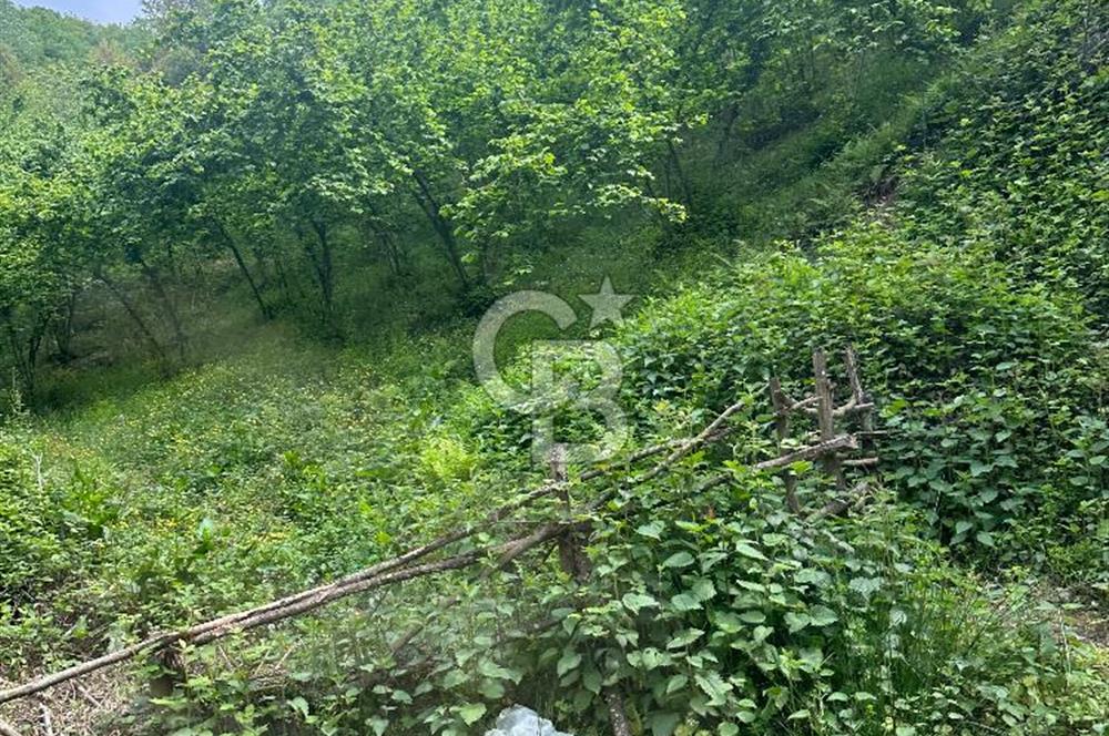 Sakarya Akyazı Bıçkıdere de 7100m2 %5 İmarlı Tarla