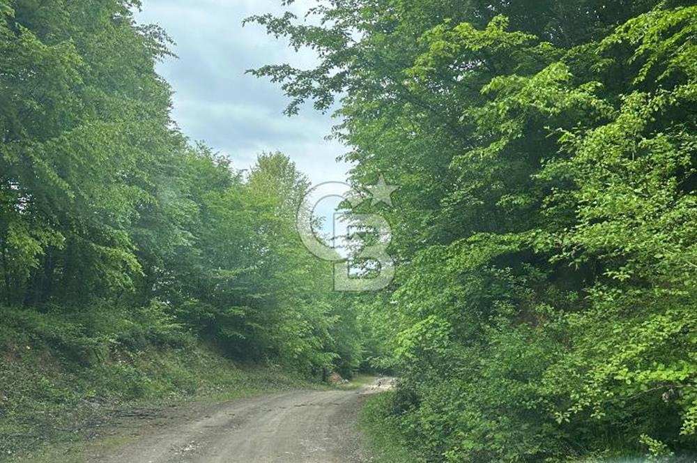 Sakarya Akyazı Bıçkıdere de 7100m2 %5 İmarlı Tarla