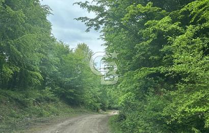 Sakarya Akyazı Bıçkıdere de 7100m2 %5 İmarlı Tarla