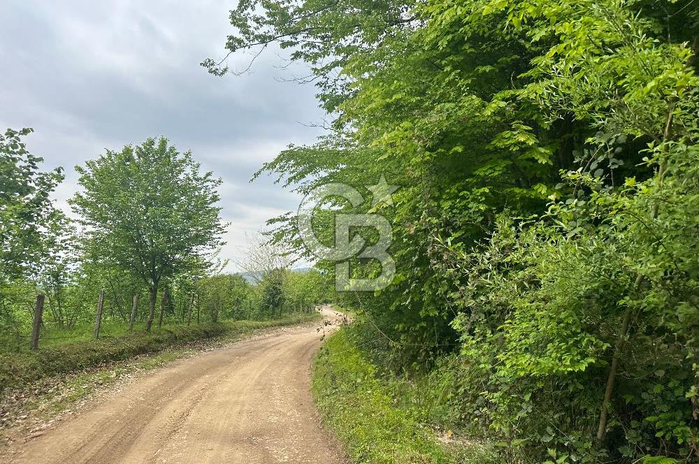 Sakarya Akyazı Bıçkıdere de 7100m2 %5 İmarlı Tarla