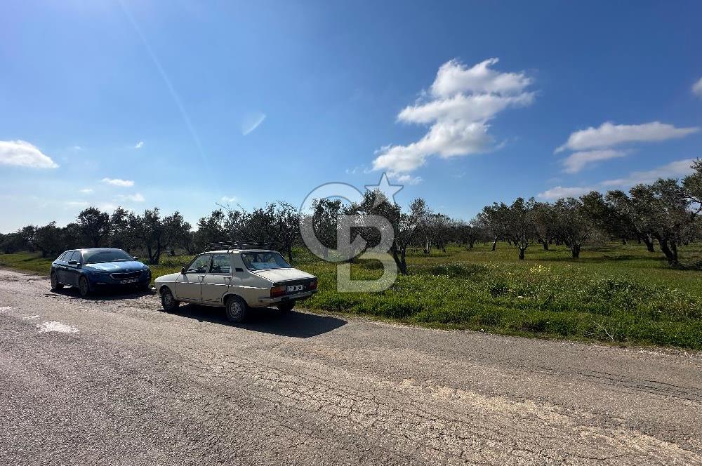 ÇANAKKALE BAYRAMİÇ AHMETÇE SATILIK ZEYTİNLİK