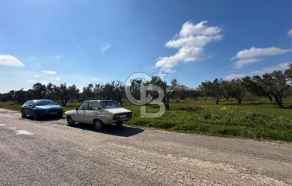 ÇANAKKALE BAYRAMİÇ AHMETÇE SATILIK ZEYTİNLİK