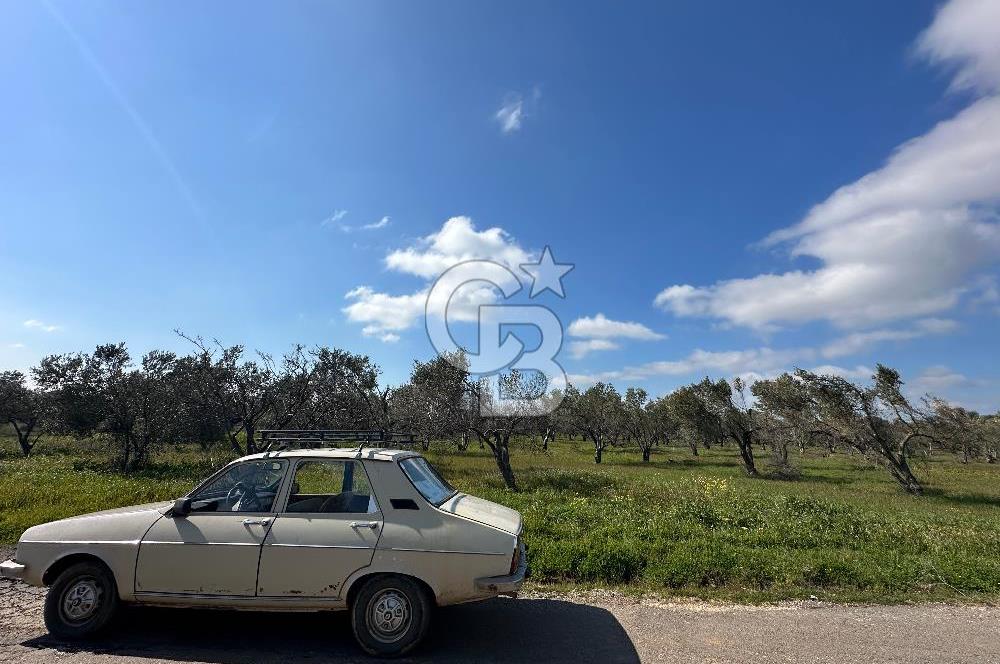 ÇANAKKALE BAYRAMİÇ AHMETÇE SATILIK ZEYTİNLİK