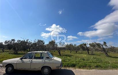 ÇANAKKALE BAYRAMİÇ AHMETÇE SATILIK ZEYTİNLİK