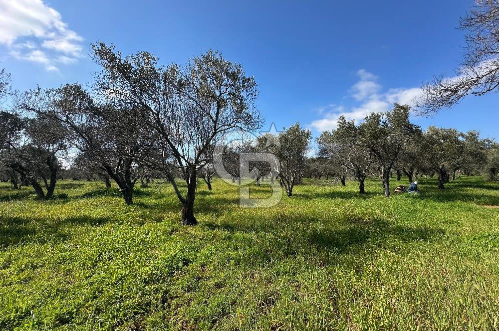 ÇANAKKALE BAYRAMİÇ AHMETÇE SATILIK ZEYTİNLİK