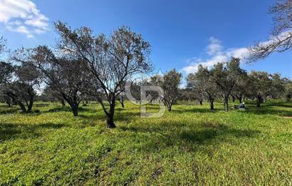 ÇANAKKALE BAYRAMİÇ AHMETÇE SATILIK ZEYTİNLİK