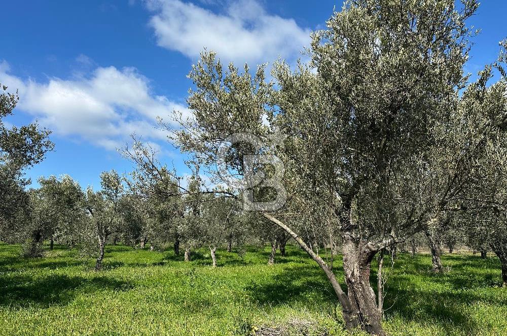 ÇANAKKALE BAYRAMİÇ AHMETÇE SATILIK ZEYTİNLİK