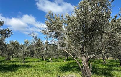 ÇANAKKALE BAYRAMİÇ AHMETÇE SATILIK ZEYTİNLİK