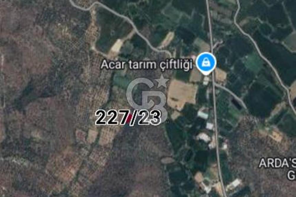 MİLAS SATILIK ZEYTİNLİK 255.000 TL BAFA MAH