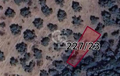 MİLAS SATILIK ZEYTİNLİK 255.000 TL BAFA MAH