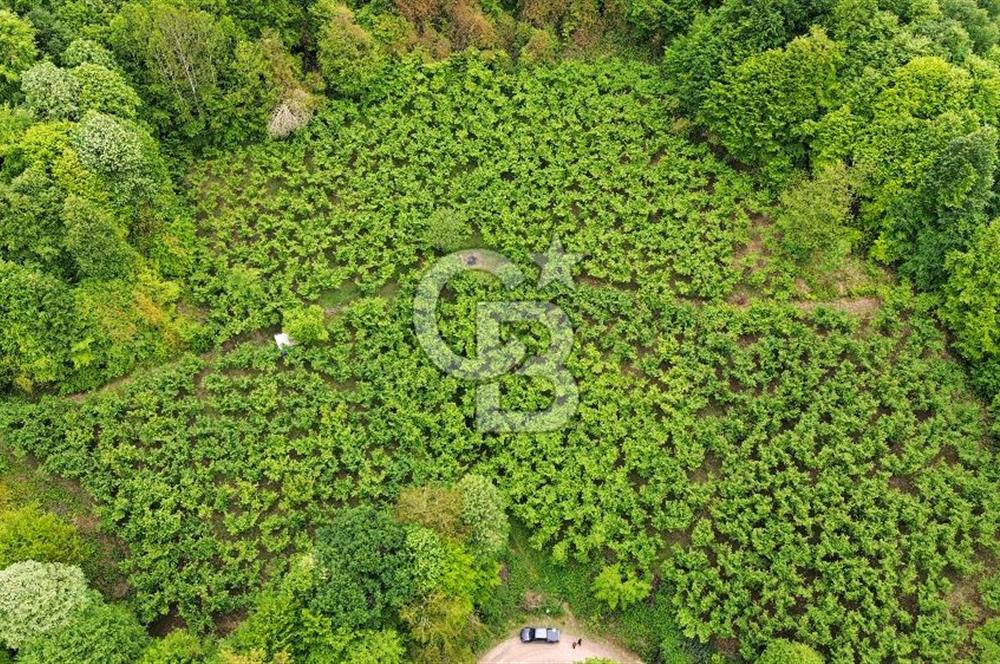 Sakarya Akyazı Bıçkıdere de 7100m2 %5 İmarlı Tarla