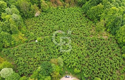 Sakarya Akyazı Bıçkıdere de 7100m2 %5 İmarlı Tarla