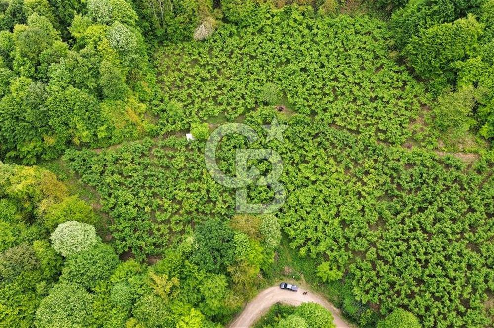 Sakarya Akyazı Bıçkıdere de 7100m2 %5 İmarlı Tarla